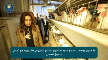 30 مليون بيضة.. انطلاق جديد لمشروع الإنتاج الكبير في القليوبية مع تعافي السوق المحلي